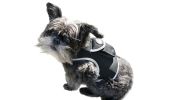 Inexpensive Dog Locator Device Waterproof + Perimeter Fencing Settings Size:XXL